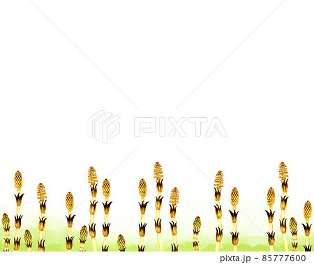 つくし（スギナ）の背景素材　春の手描き水彩イラスト素材 85777600