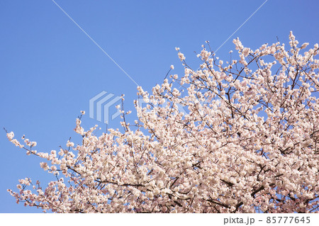青空の中で満開の暖流桜 青空の中で満開の暖流桜 85777645