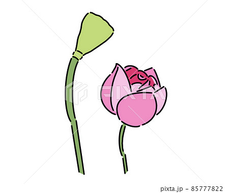 開花した蓮の花と種子 85777822