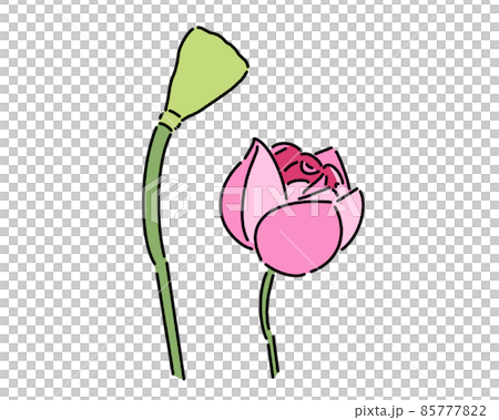 開花した蓮の花と種子 85777822