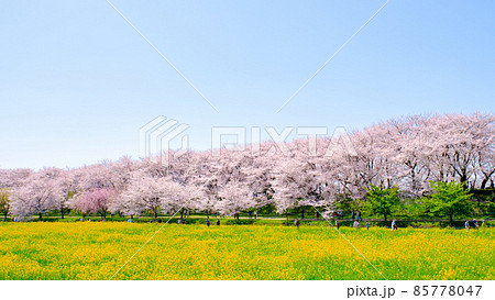 権現堂桜堤 権現堂桜堤 85778047