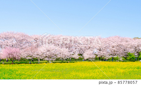 権現堂桜堤 85778057