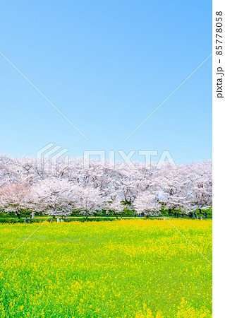 権現堂桜堤 権現堂桜堤 85778058