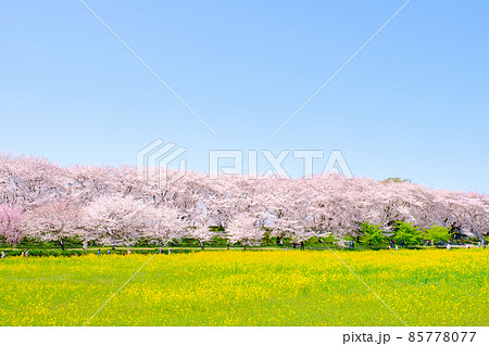 権現堂桜堤 85778077