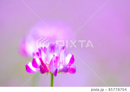 レンゲ畑 レンゲ畑 85778704