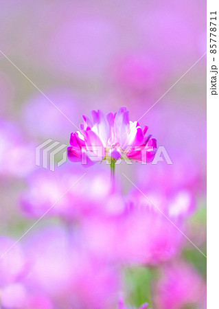 レンゲ畑 85778711