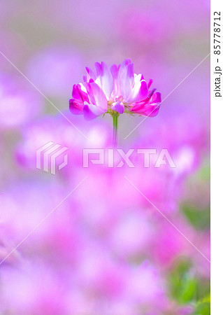 レンゲ畑 85778712