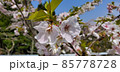 桜 85778728