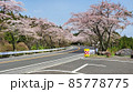 桜の道 85778775
