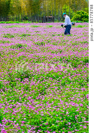 レンゲ畑で草刈りをする人 85778788