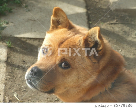 振り返ってこちらを見る犬 振り返ってこちらを見る犬 85779236