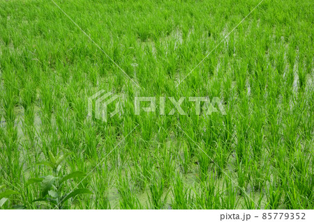 お馴染みの都会生活で癒される青々とした田園風景 お馴染みの都会生活で癒される青々とした田園風景 85779352