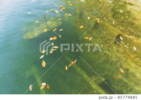 「麦山の浮橋」から見る稚魚の群れ【奥多摩湖】/東京都奥多摩町 「麦山の浮橋」から見る稚魚の群れ【奥多摩湖】/東京都奥多摩町 85779885