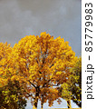 紅葉 85779983