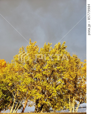 紅葉 85779984
