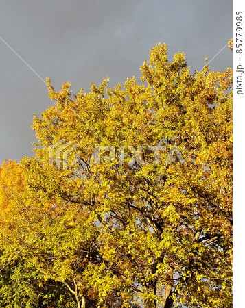 紅葉 85779985