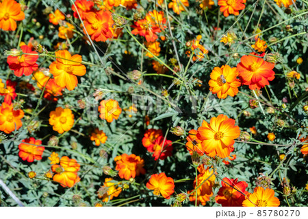 yellow cosmos flowers yellow cosmos flowers 85780270
