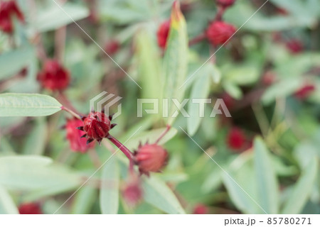 red roselle flowers red roselle flowers 85780271