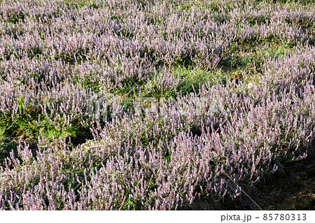pink purple mesona flowers 85780313
