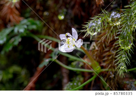 屋久島白谷雲水峡　オオゴカヨウオウレン(2月) 85780335