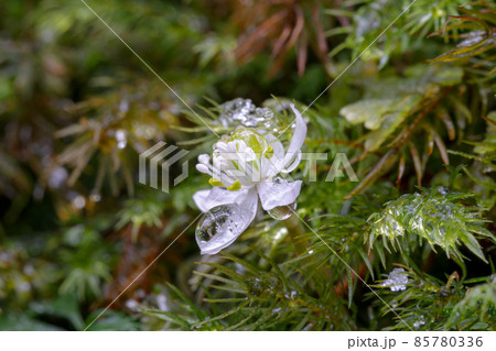 屋久島白谷雲水峡 オオゴカヨウオウレン(2月) 屋久島白谷雲水峡 オオゴカヨウオウレン(2月) 85780336