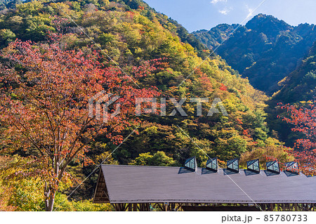(埼玉県)中津峡・彩の国ふれあいの森 紅葉 (埼玉県)中津峡・彩の国ふれあいの森 紅葉 85780733