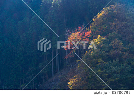 （埼玉県）中津峡　紅葉 85780795