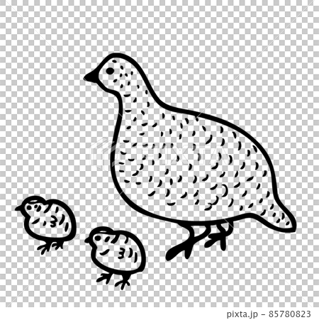 Parent and child of Thunderbird 85780823