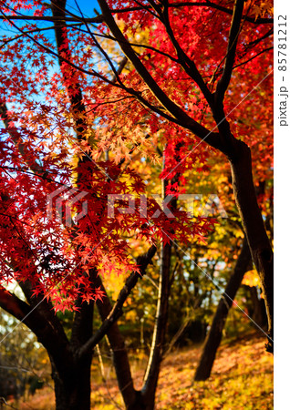 紅葉の季節、山手台北公園の紅葉が綺麗、11月24日、宝塚市、日本 紅葉の季節、山手台北公園の紅葉が綺麗、11月24日、宝塚市、日本 85781212