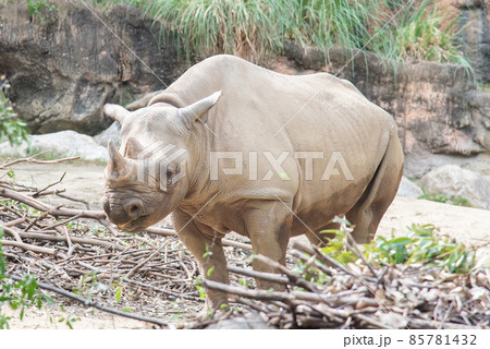のんびり過ごしてる大きなくろサイ のんびり過ごしてる大きなくろサイ 85781432
