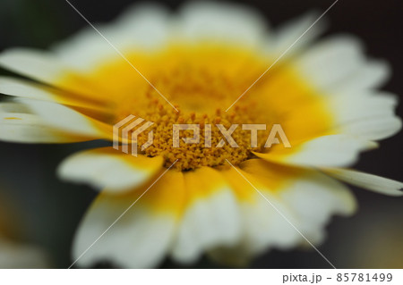 春菊の花 春菊の花 85781499