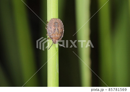 生き物　昆虫　オオクロカメムシ、九月のヨシ原。幼虫です、この後成虫になって越冬するはずです 85781569