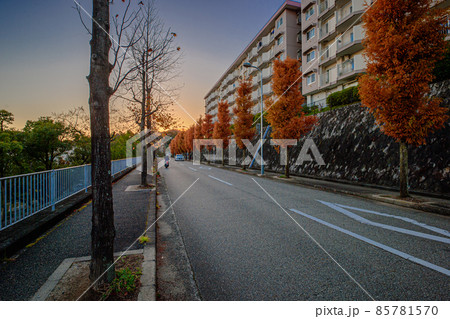 夕景のメタセコイアの並木道、中山五月台、宝塚市、11月21日、日本 夕景のメタセコイアの並木道、中山五月台、宝塚市、11月21日、日本 85781570