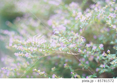 淡い光の花畑 オールドレンズ 淡い光の花畑 オールドレンズ 85781572