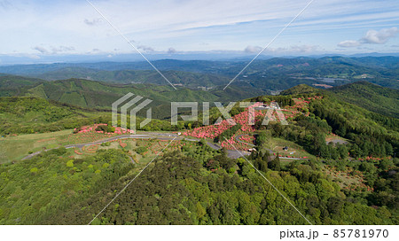 《宮城県・南三陸町》田束山のつつじ 85781970