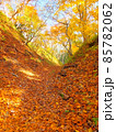 秋の散歩道 85782062