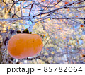 初冬の晴れた日の柿の木 85782064