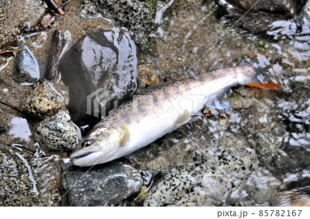 一ノ瀬渓谷で釣れたアマゴ 85782167
