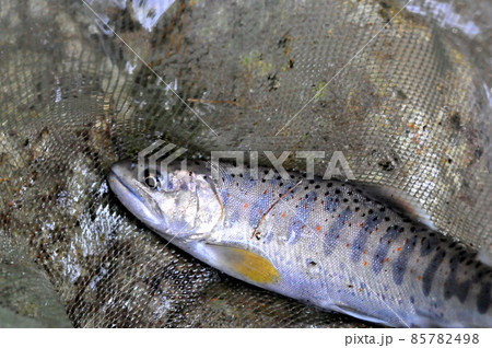 一ノ瀬渓谷で釣れたアマゴ 85782498