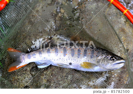 一ノ瀬渓谷で釣れたアマゴ 85782500