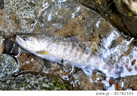 一ノ瀬渓谷で釣れたアマゴ 85782503