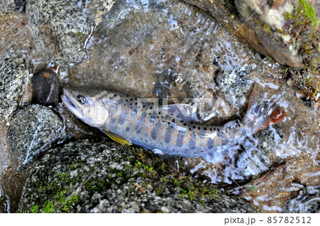 一ノ瀬渓谷で釣れたアマゴ 85782512