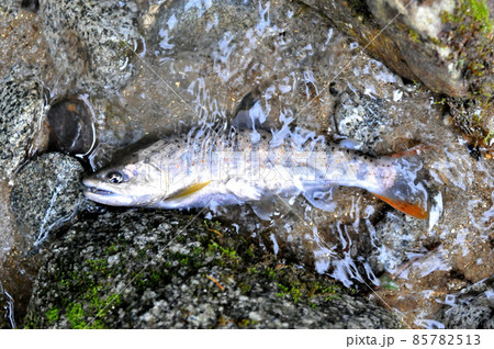 一ノ瀬渓谷で釣れたアマゴ 85782513