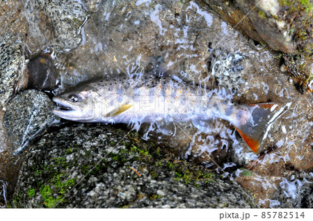 一ノ瀬渓谷で釣れたアマゴ 85782514
