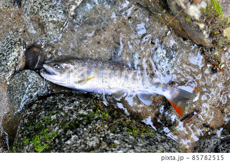 一ノ瀬渓谷で釣れたアマゴ 85782515