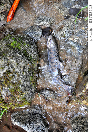 一ノ瀬渓谷で釣れたアマゴ 85782518