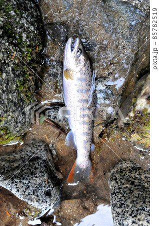 一ノ瀬渓谷で釣れたアマゴ 85782519