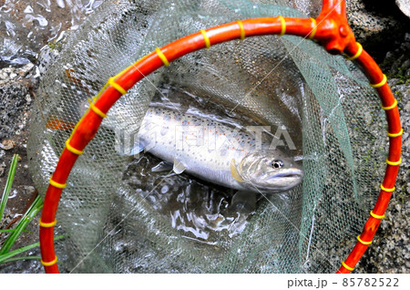 一ノ瀬渓谷で釣れたアマゴ 85782522