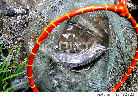 一ノ瀬渓谷で釣れたアマゴ 85782523