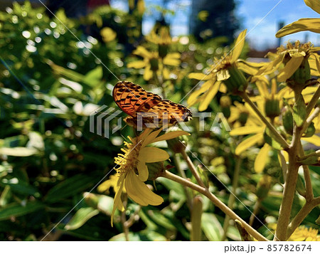 ツマグロヒョウモンのオスと思われる蝶(オレンジ色に黒斑点)/The Butterfly ツマグロヒョウモンのオスと思われる蝶(オレンジ色に黒斑点)/The Butterfly 85782674